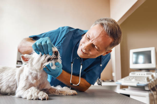 Best Emergency TMJ Treatment in Wolf Trap, VA